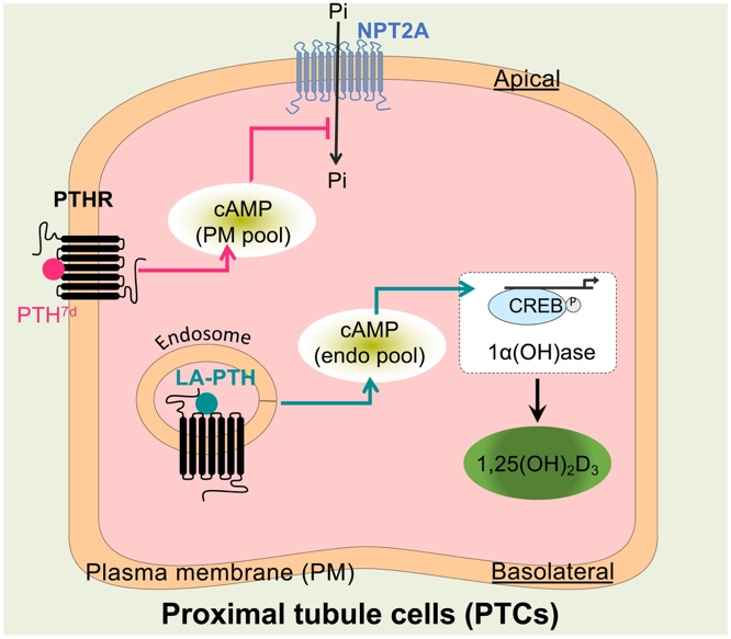 Proximal tubule cells